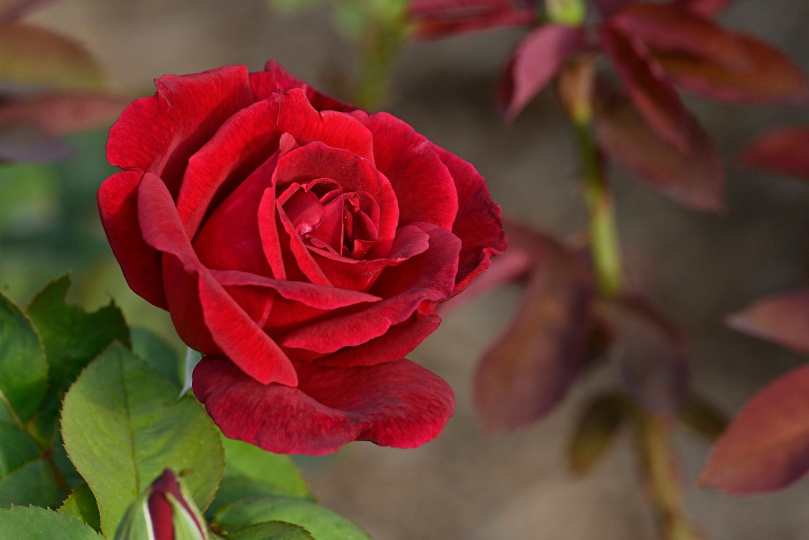 Close-up of a vibrant red rose with lush leaves, showcasing intricate petals.